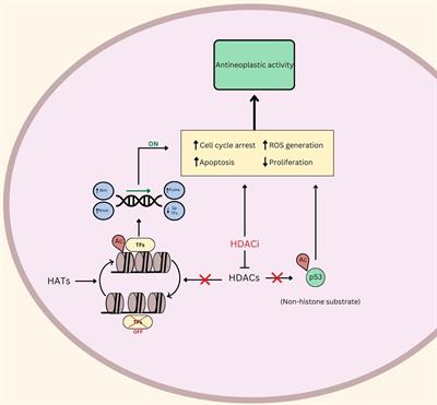 A review of the therapeutic potential of histone deacetylase inhibitors in rhabdomyosarcoma